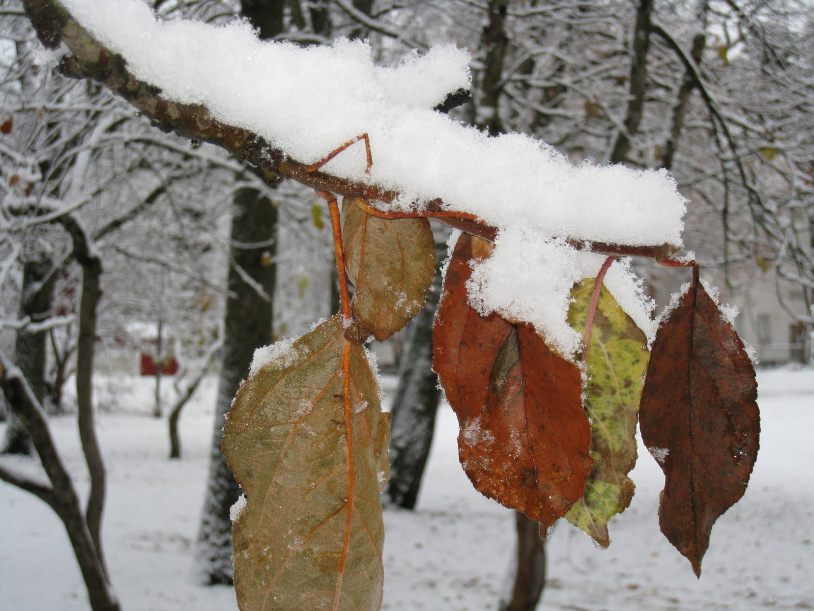 [Helsinki+-+Neve+(92).JPG]