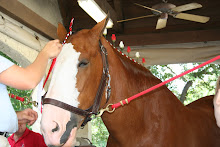 Sam at Busch Gardens