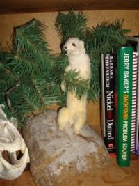 sea weasel