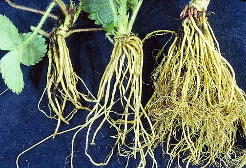 More Root Aorists in Latin