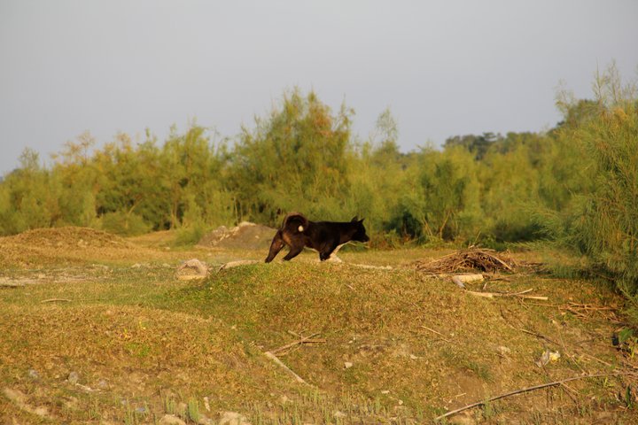 assamese pariah