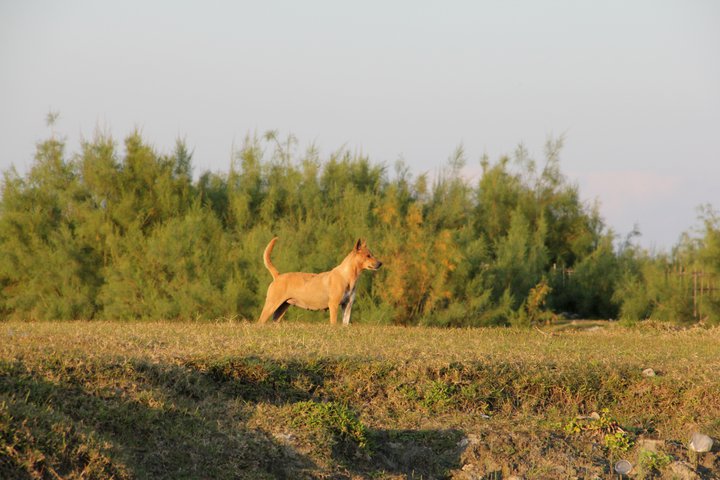 assamese pariah