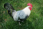 Male Dorking chicken