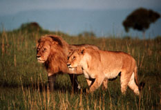 [lion-couple.jpg]