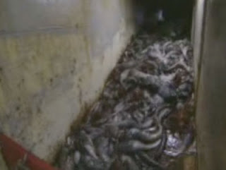 Ikan Pangas