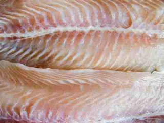 Ikan Pangas