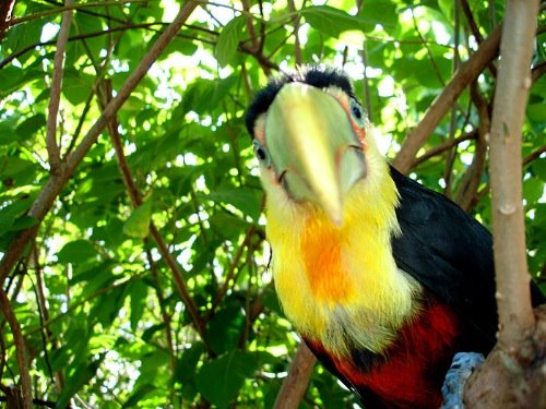 [papai_tucano.jpg]