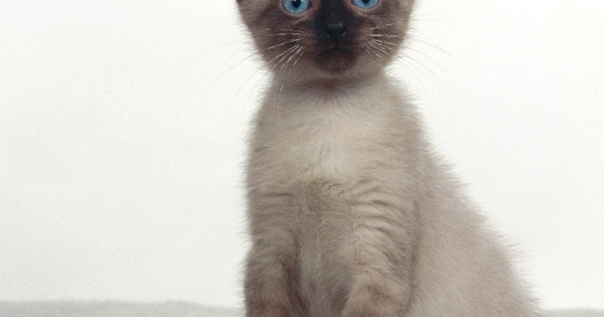 kedi resimleri, en guzel kedi resimleri siyam kedi resmi