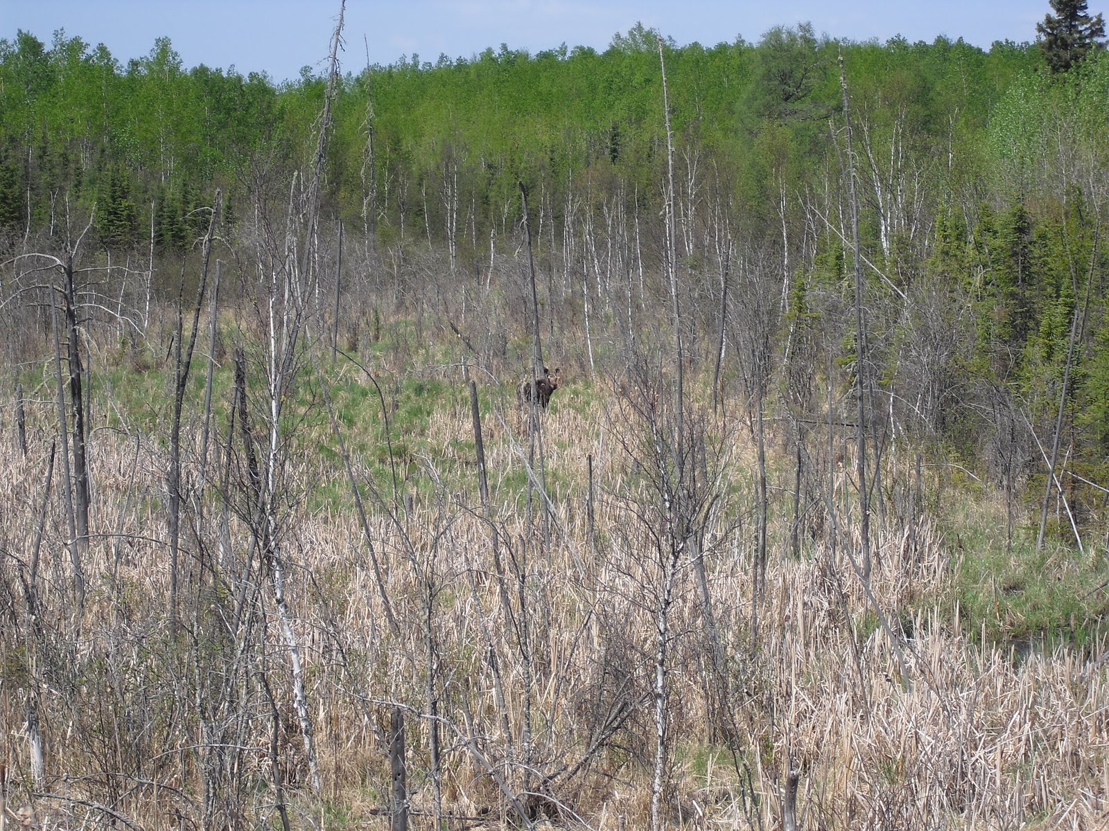 You can bring Potatoes into Canada Again!! Amik Outposts