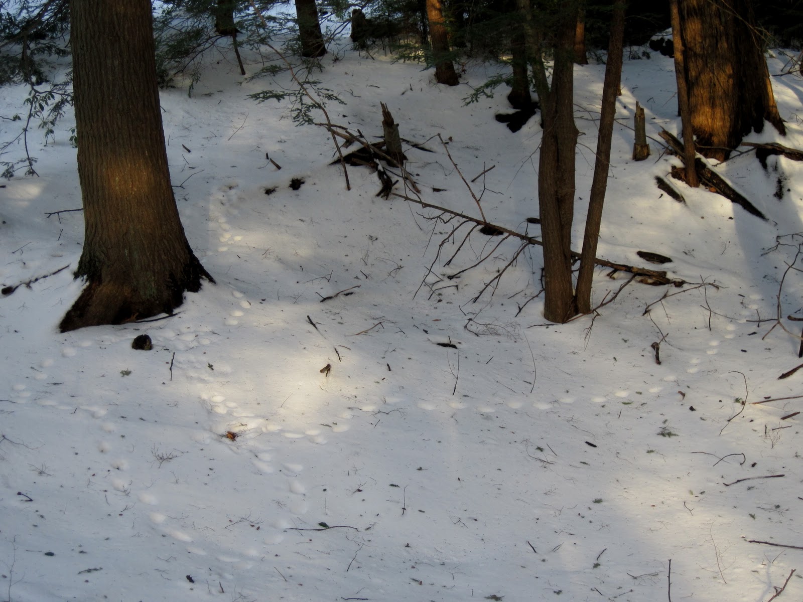 Gallery For > Fisher Cat Tracks In Snow
