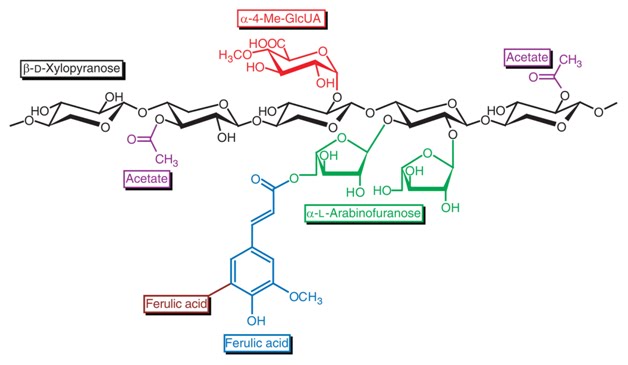 Hemicellulose Structure
