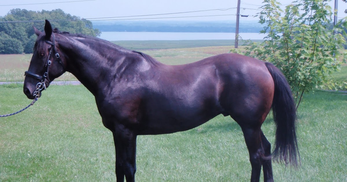 Farm Fur Fin Feather Percheron/Thoroughbred Cross for sale