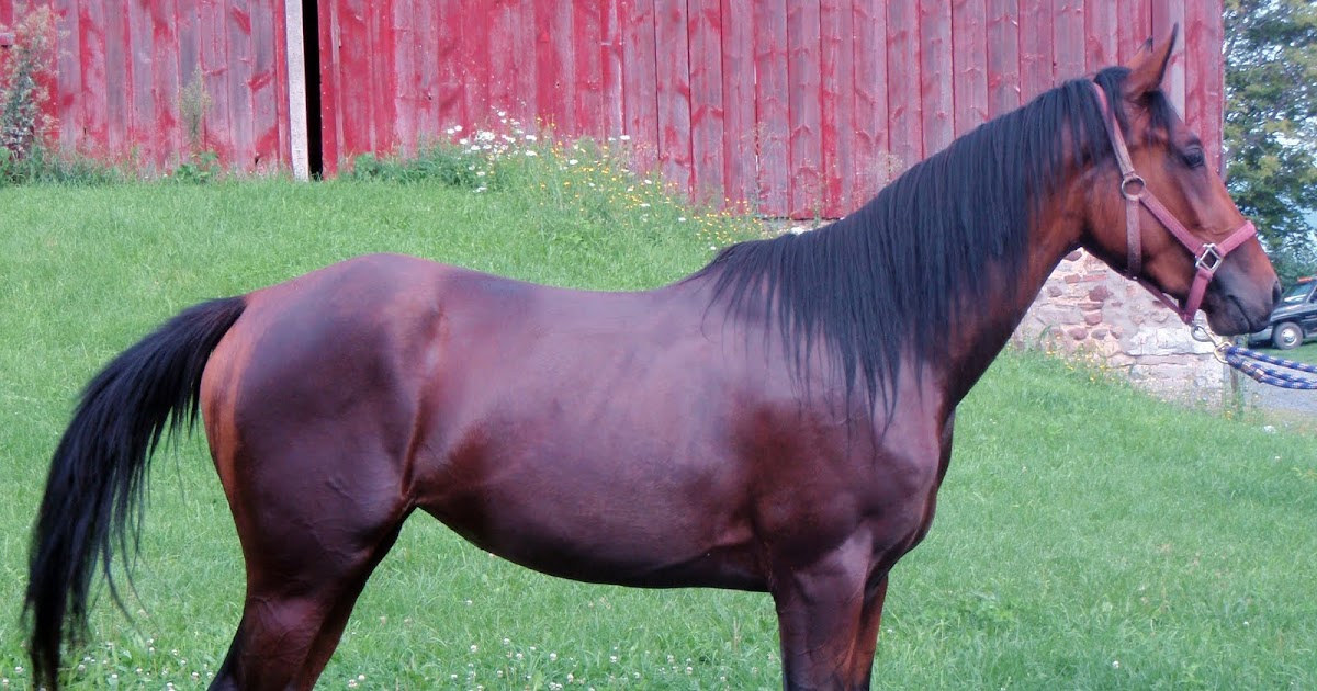 Farm Fur Fin Feather Cleveland Bay/Thoroughbred Cross Filly for Sale