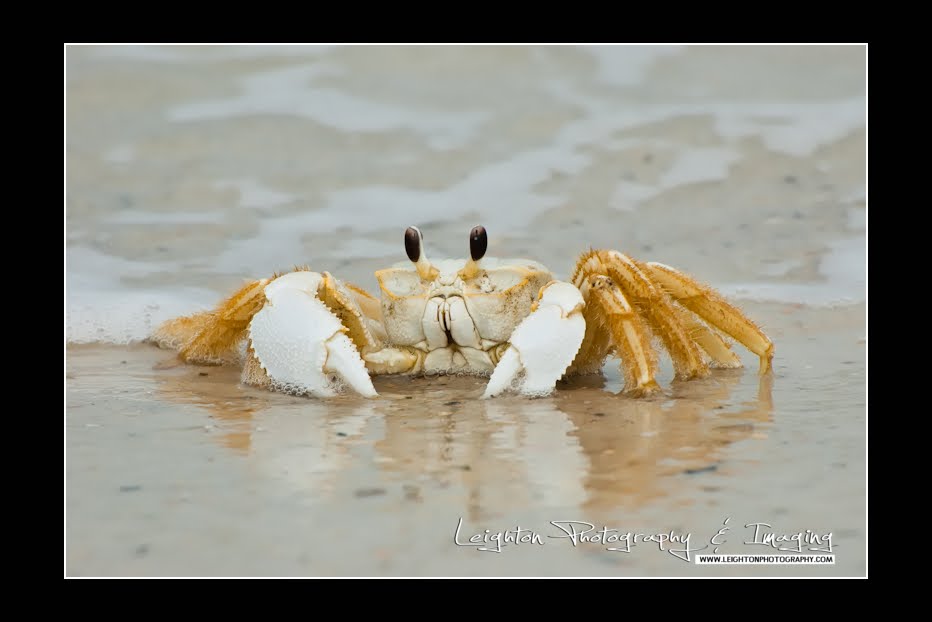 Ghost Crab Pictures
