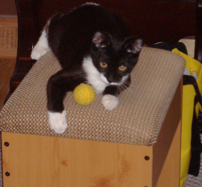 Meet my kitty