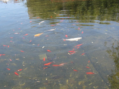 KOI fish in the pondin
