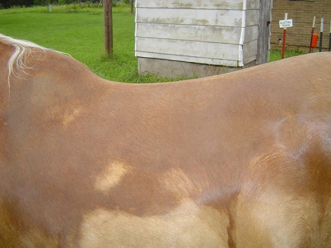 Gaits of Gaited Horses Saddle Fit for High Withered Horse