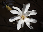 Magnolia de mi jardin