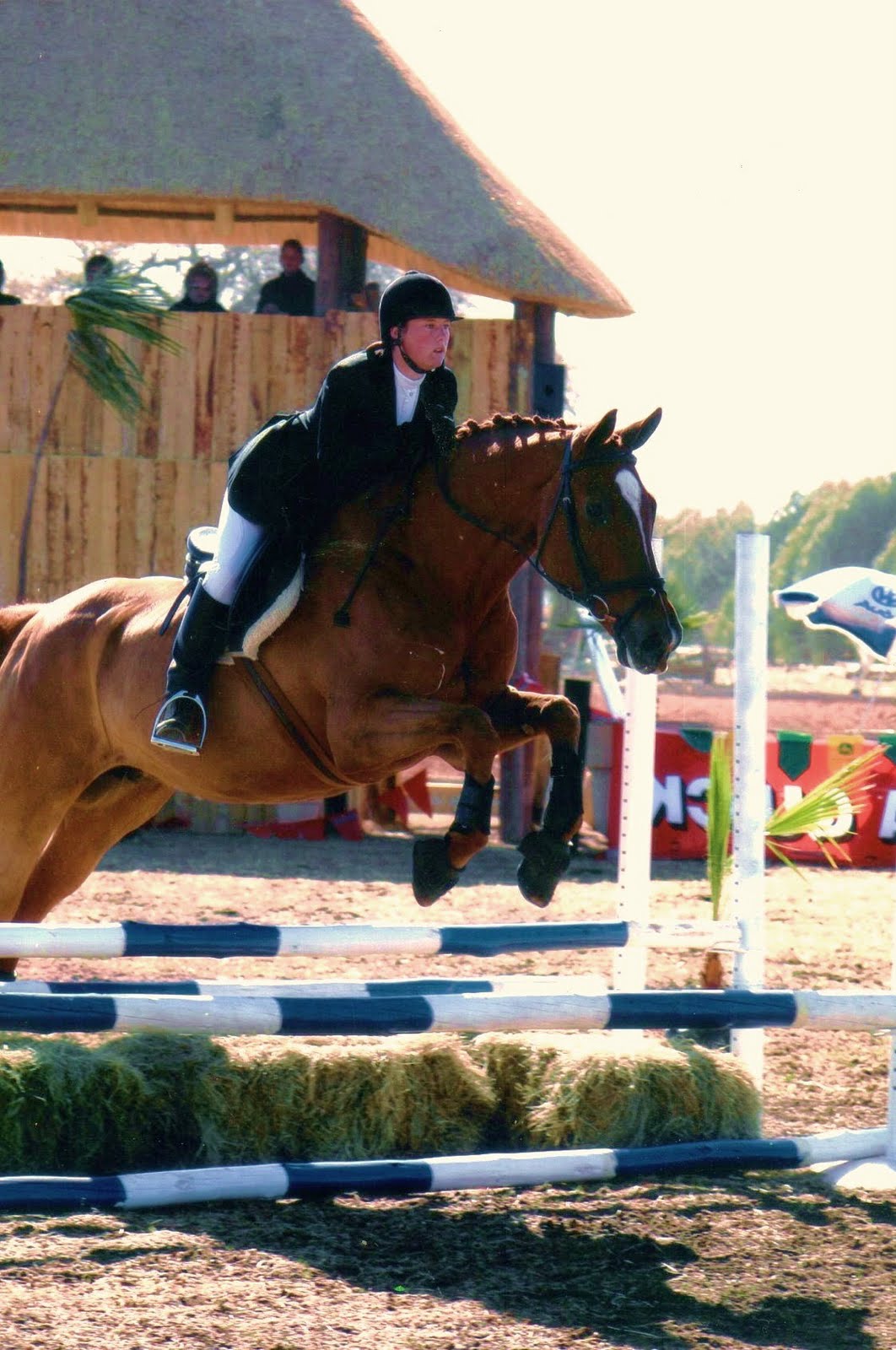 Standardbred Jumping