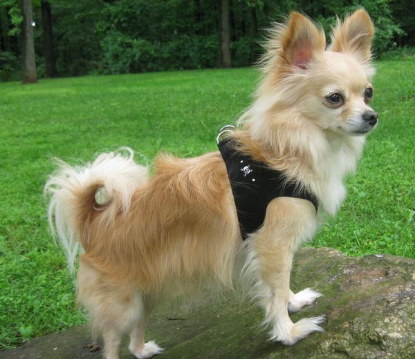 Fluffy Maltese Chihuahua Mix Puppies Dog Breeds Picture