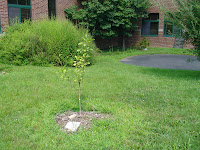 Nyack Backyard: August 2008