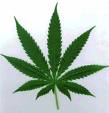 [marijuana.jpg]