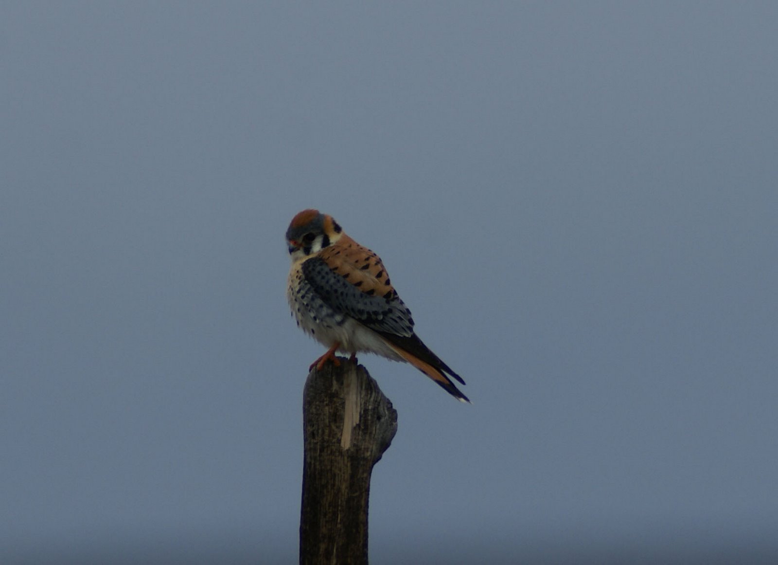 [DSC00976+crop+copy.JPG]