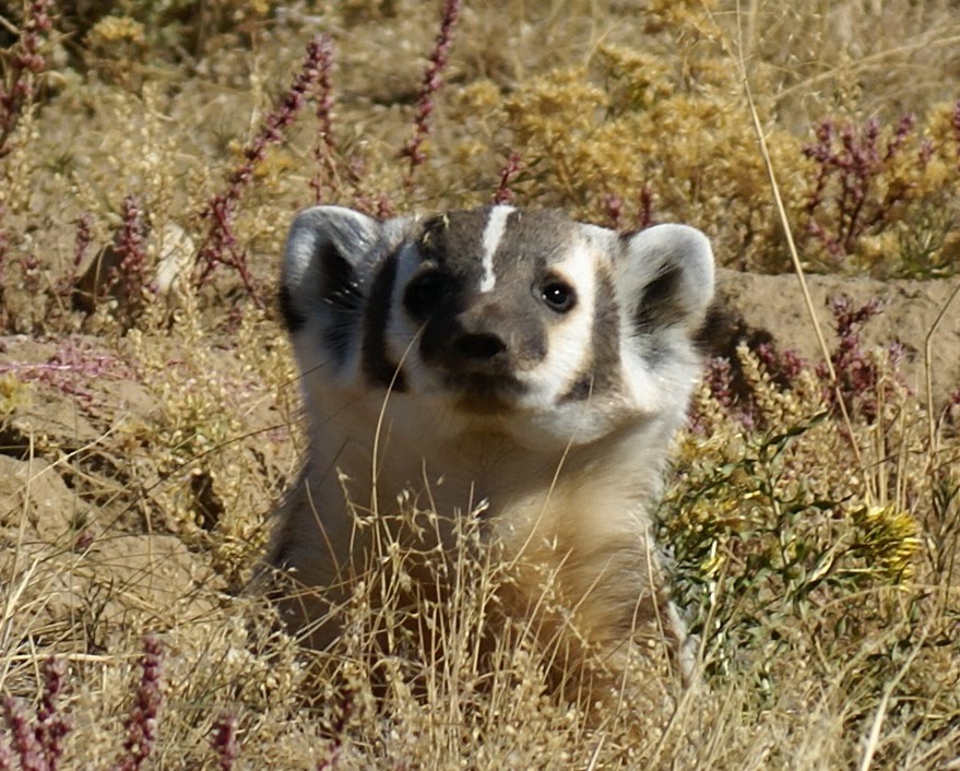 [Badger.JPG]