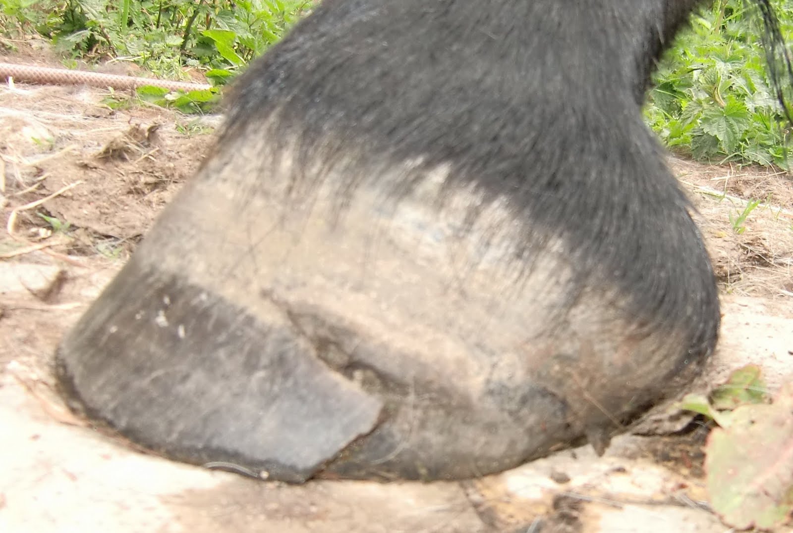 Barefoot Horse Blog Speed of growth (and hoof cracks)
