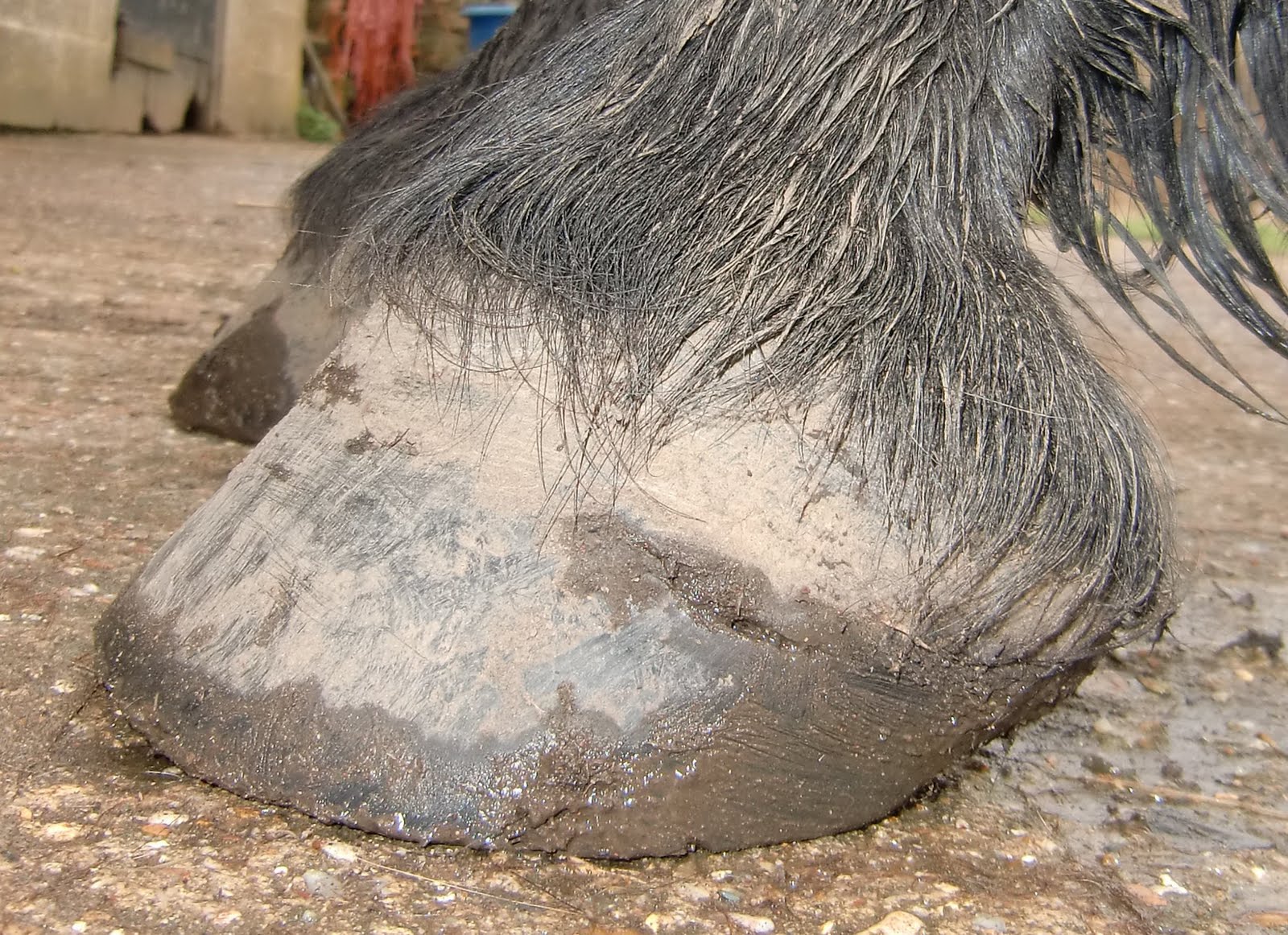 Barefoot Horse Blog Story of an abscess