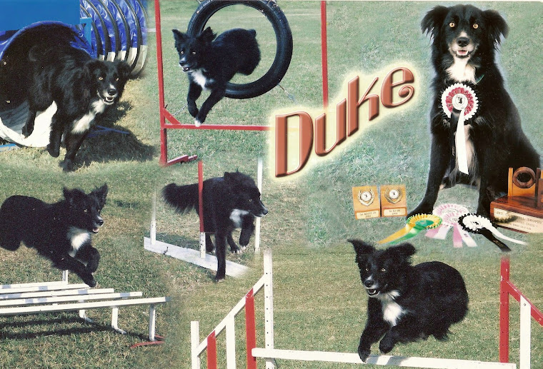 Duke's Academy for Dogs