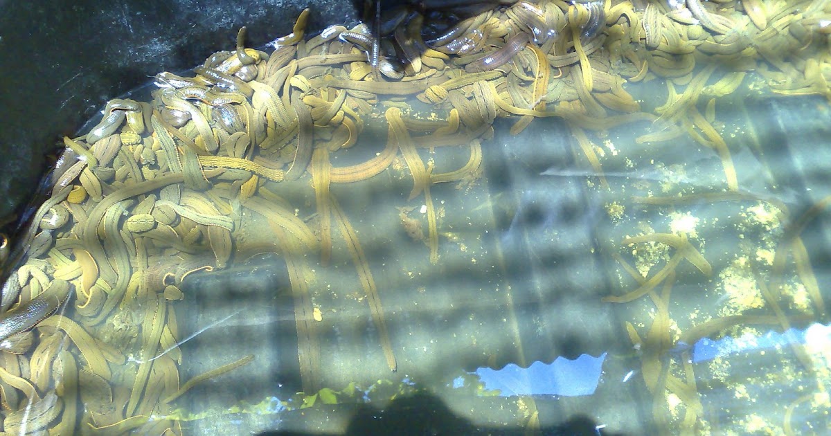 TOKEYLINTAH2008 *** APA ITU LINTAH