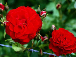 carnations_red