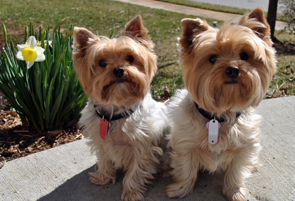 [SpringEmmanbetsy.jpg]