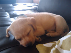 4 weeks old