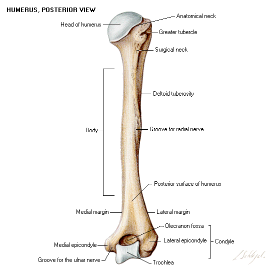 Retail Bone