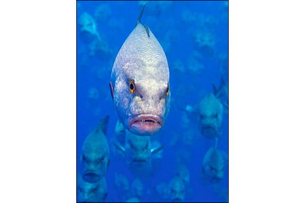 Daggerfish Diatribe