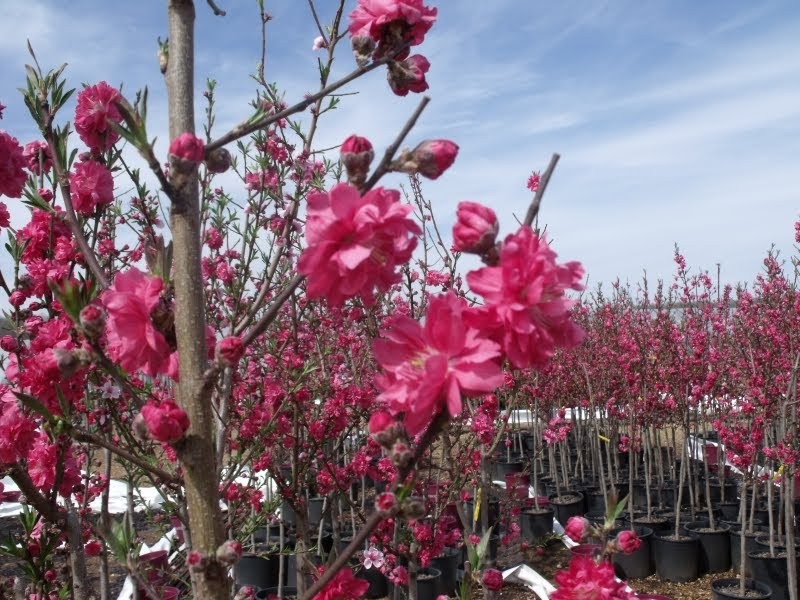 Luxury Flowers Guide Let Your Flowering Peach Tree Bloom With These