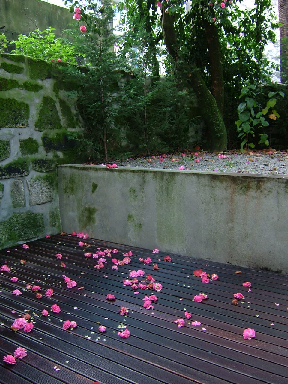 [DSCF7526.JPG]