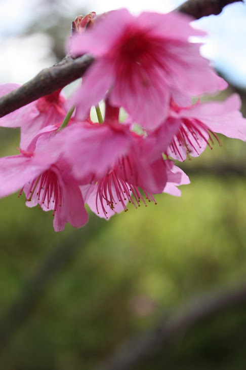 Cherry Blossoms on Mt. Yaedake