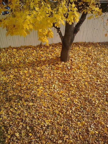 [tree+leaves.jpg]