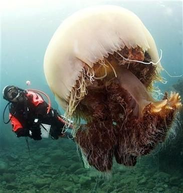 [diver,jellyfish,ocean,water-f481a9ff1f677a96fcb51c94b7b8b08c_h.jpg]