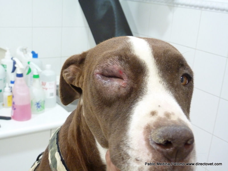 De la Veterinaria Blefaritis causada por Leishmania. Blepharitis