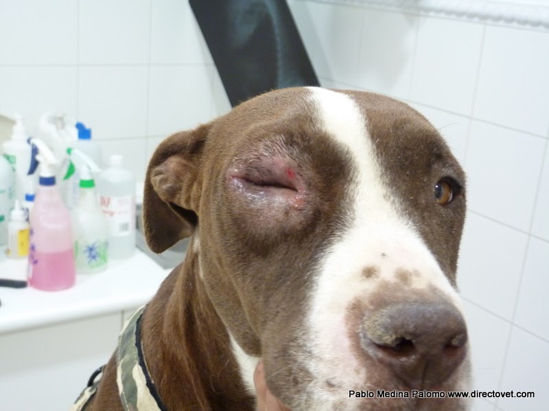 De la Veterinaria Blefaritis causada por Leishmania. Blepharitis