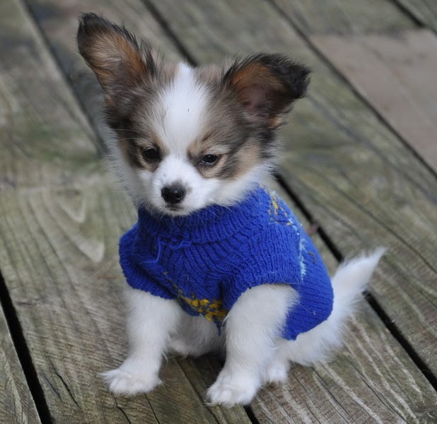 newborn papillon puppies