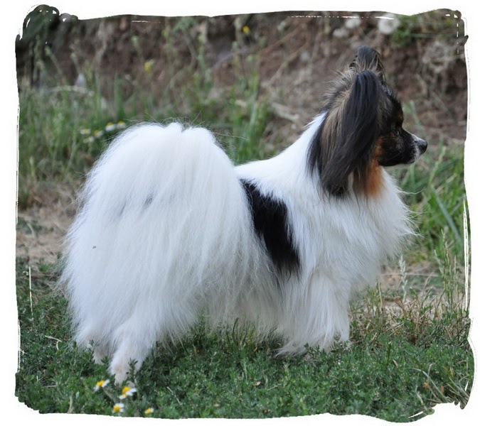 Road's End Papillons Papillon Shedding vs Hair Loss