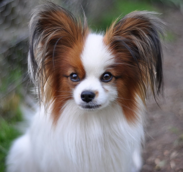Fringe Dog