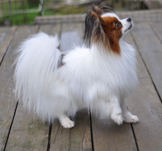 papillon dog do they shed
