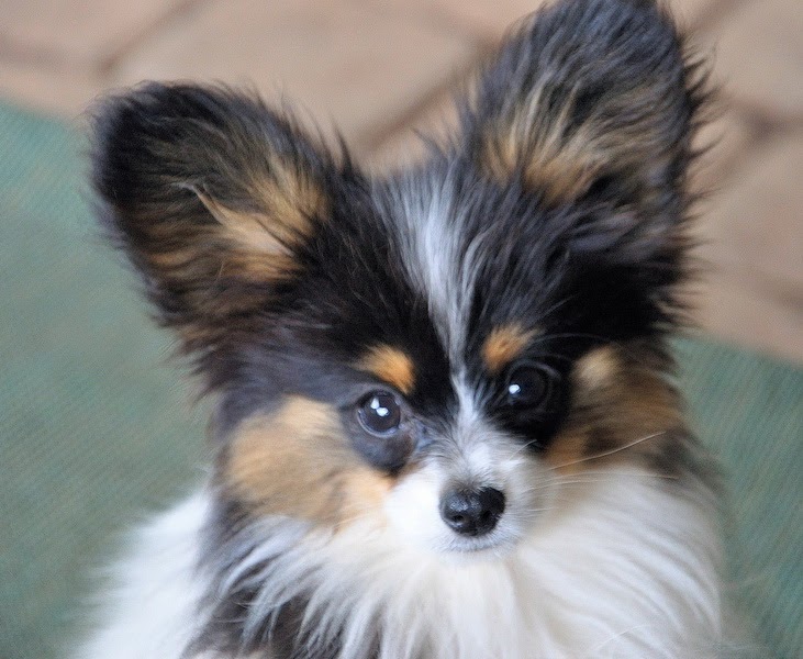 Road's End Papillons You Ask Tear Stains in Papillons