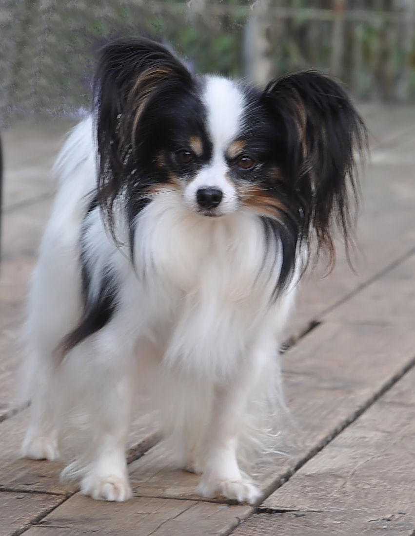 Road S End Papillons You Ask Papillon Phalene Scoots His Bottom